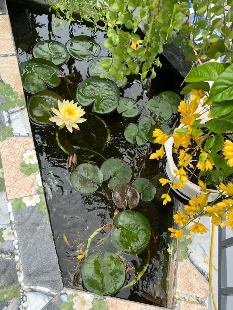 Oasis Homestay Hội An Buitenkant foto